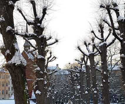 _DSC0041 Snow in the park.