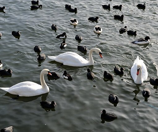 _DSC0004 Swans.