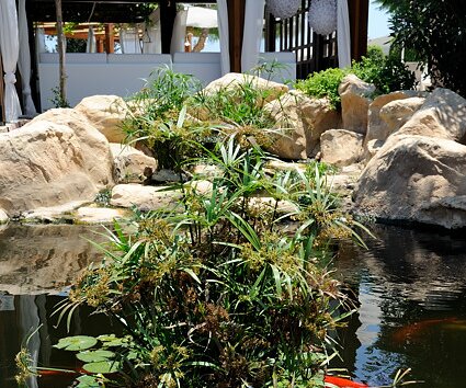 _DSC0019 The pond with koi fish by the Guru bar.