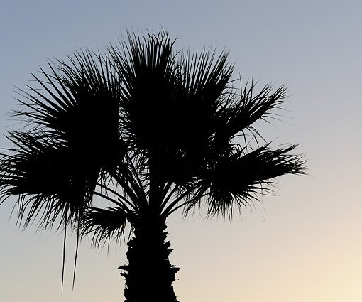 _DSC0039 Palm tree.