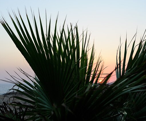 _DSC0085 Palm tree leaves at sunset.