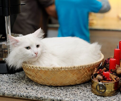 _DSC0088 Daisy relaxing in the basket.