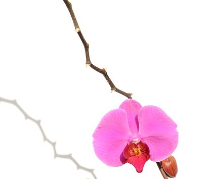 _DSC0010 Orchid.