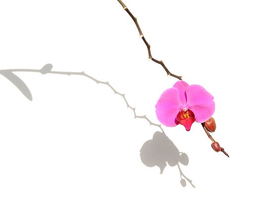 _DSC0012 Orchid.