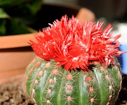 _DSC0013 Cactus.