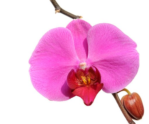 _DSC0016 Orchid.