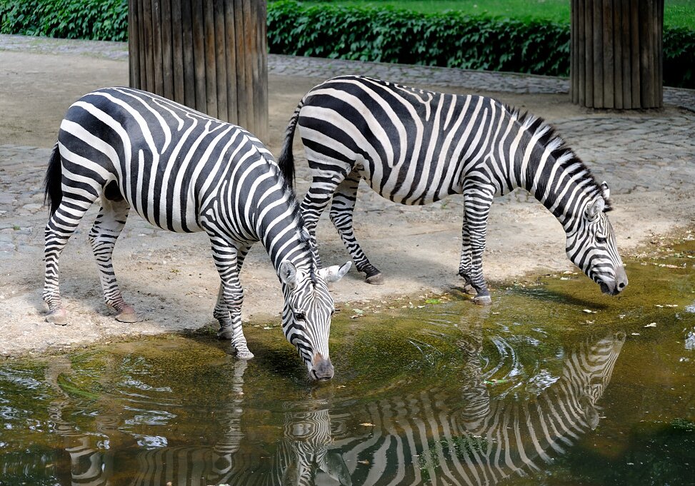 At Berlin Zoo
