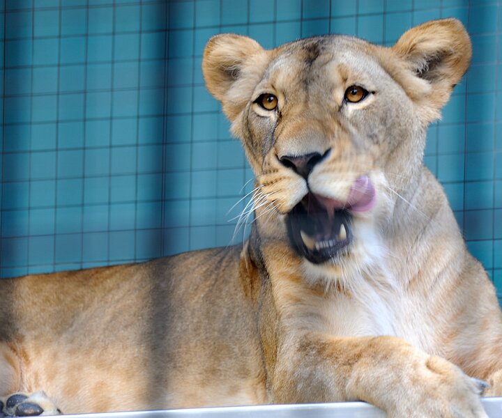 _DSC0122 Lioness.