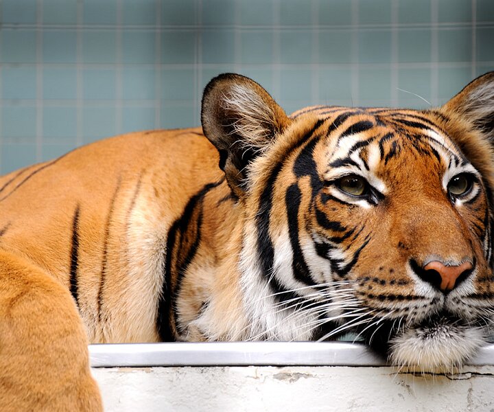 _DSC0128 Tiger.