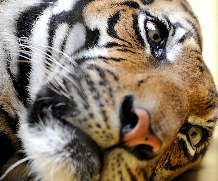 _DSC0130 Tiger.