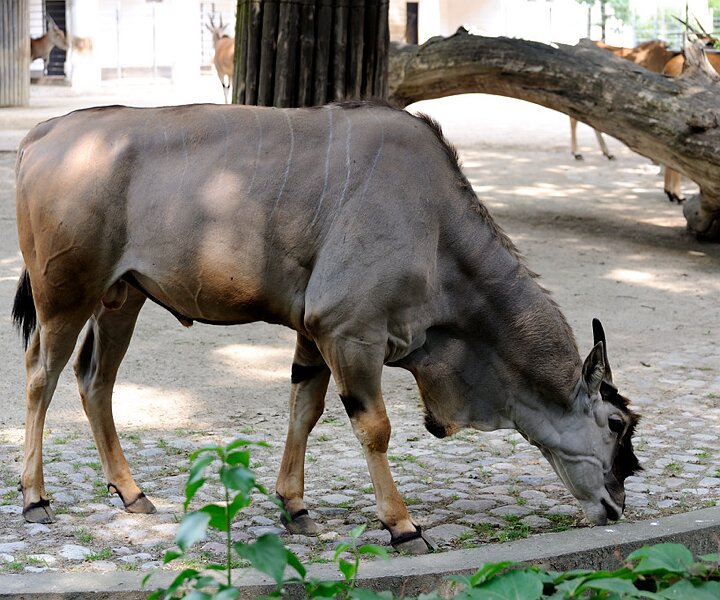 _DSC0138 Animal at the Berlin zoo.