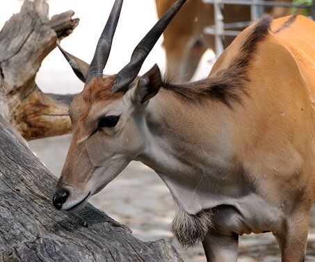 _DSC0141 Animal at the Berlin zoo.
