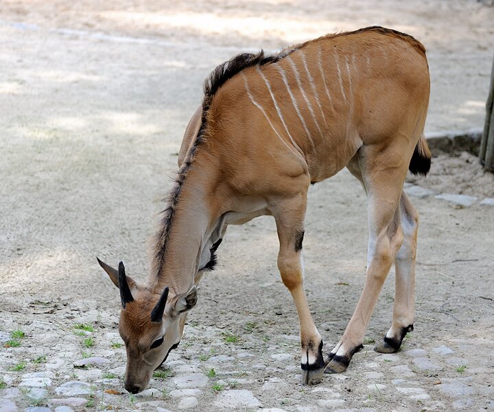_DSC0145 Animal at the Berlin zoo.