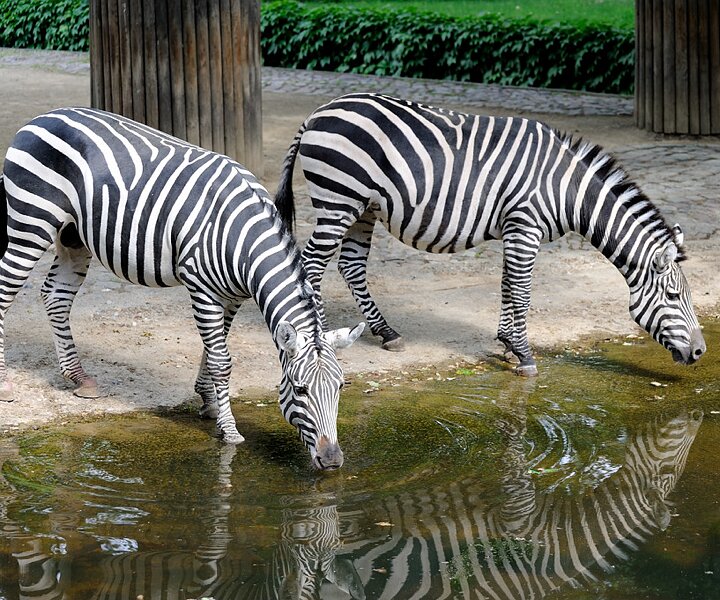 _DSC0146 Zebras.