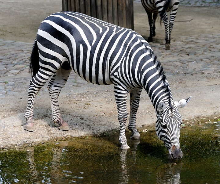 _DSC0147 Zebra drinking water.