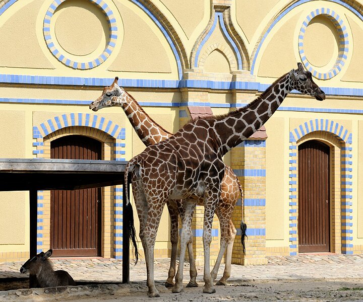 _DSC0154 Giraffes.