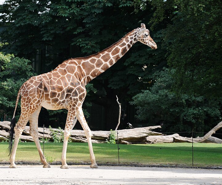 _DSC0157 Giraffe.