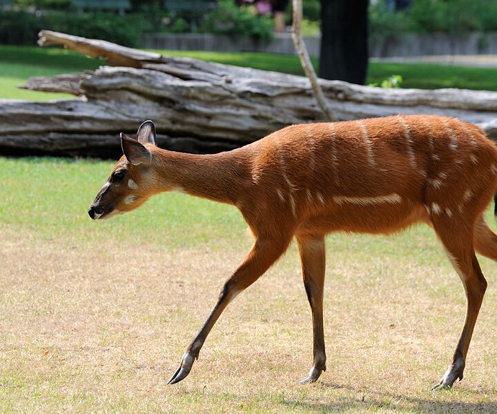 _DSC0170 Animal at the Berlin zoo.