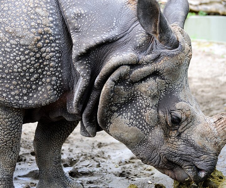_DSC0173 Rhinoceros.