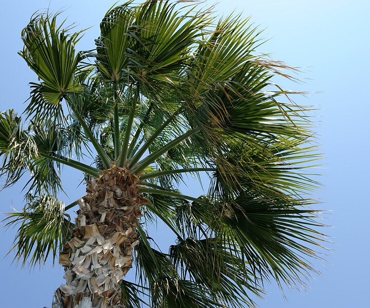 _DSC0024 Palm tree at the hotel in Limassol.