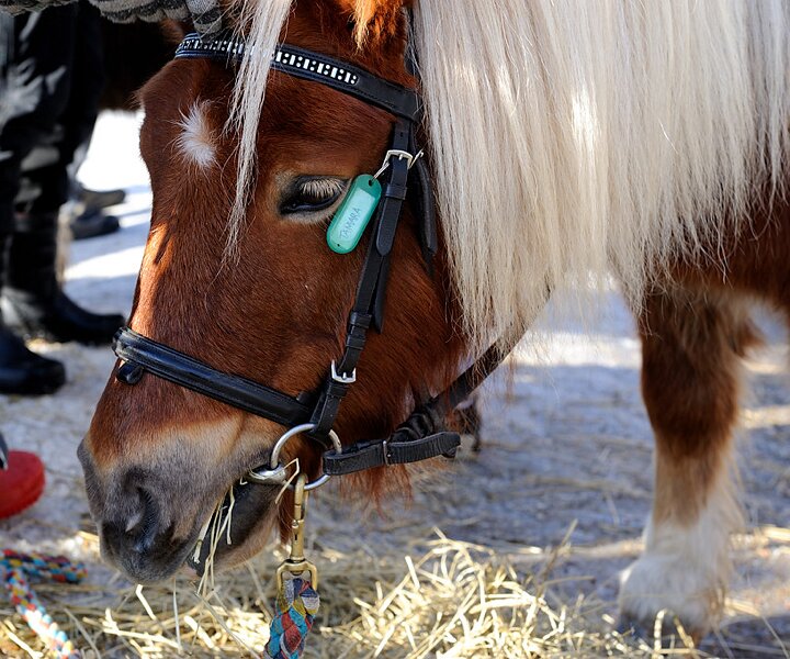 _DSC0014 Pony in Kungsträdgården.