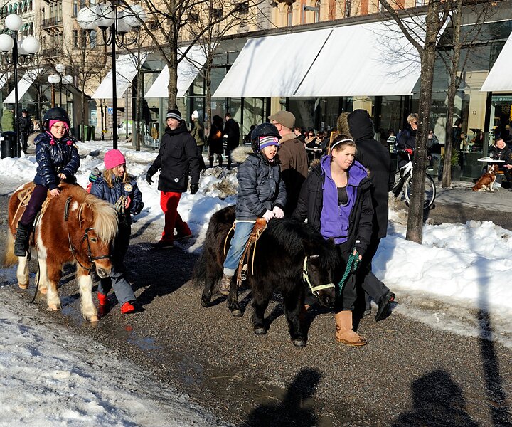 _DSC0020 Ponies in Kungsträdgården.