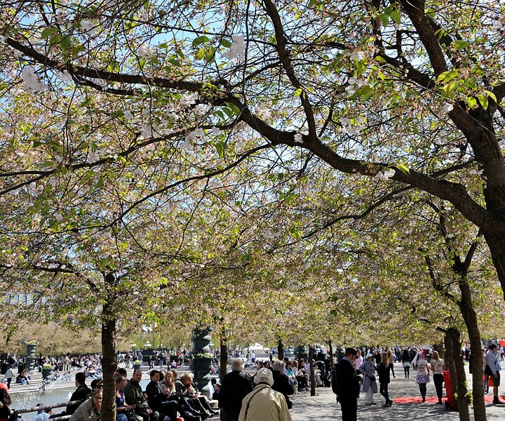 _DSC0004 Trees in bloom at Kungsträdgården in May.