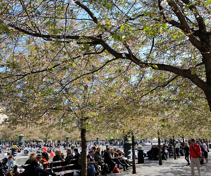 _DSC0006 Trees in bloom at Kungsträdgården in May.