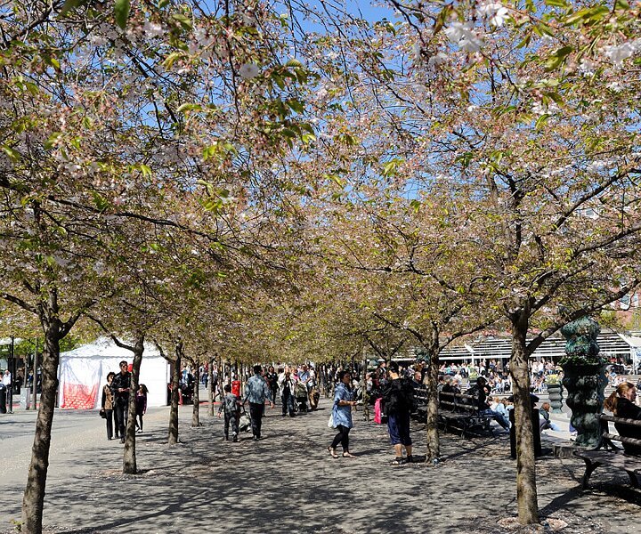_DSC0010 Trees in bloom at Kungsträdgården in May.