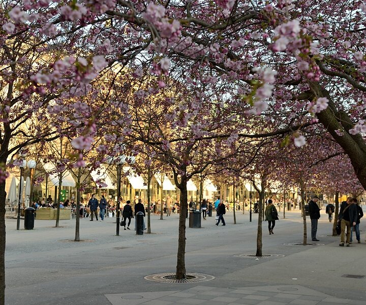 _DSC0001 Kungsträdgården in April when the cherry trees start to bloom.