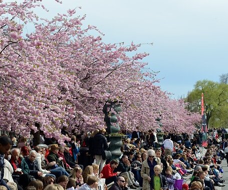 _DSC0014 People enjoying spring in Kungsträdgården.
