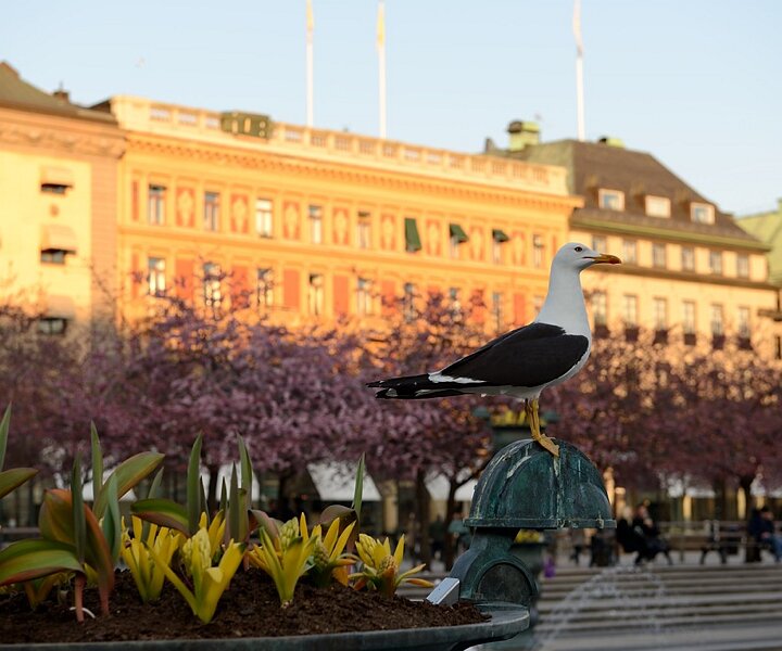 _DSC0015 At Kungsträdgården.
