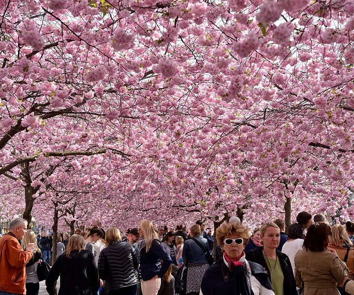 _DSC0016 The beautiful cherry trees in Kungsträdgården in bloom.