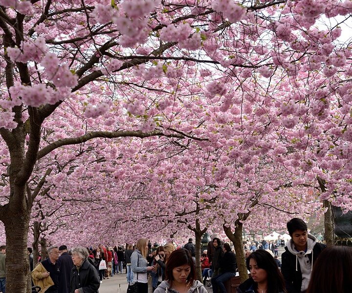 _DSC0016_1 The beautiful cherry trees in Kungsträdgården in bloom.