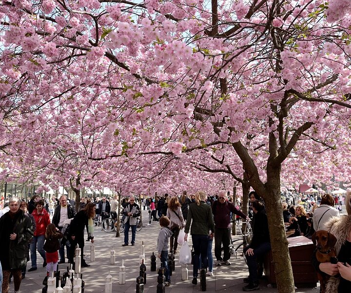 _DSC0018 People enjoying spring under the beautiful cherry trees in Kungsträdgården.