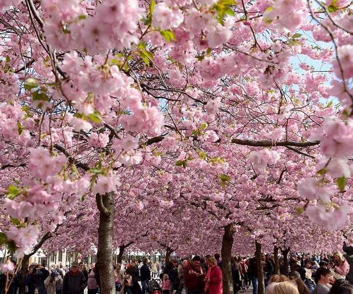 _DSC0022 The beautiful cherry trees in Kungsträdgården in bloom.