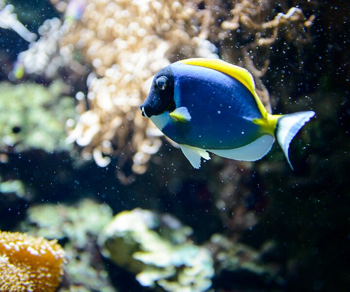 _DSC0011 Salt water fish.