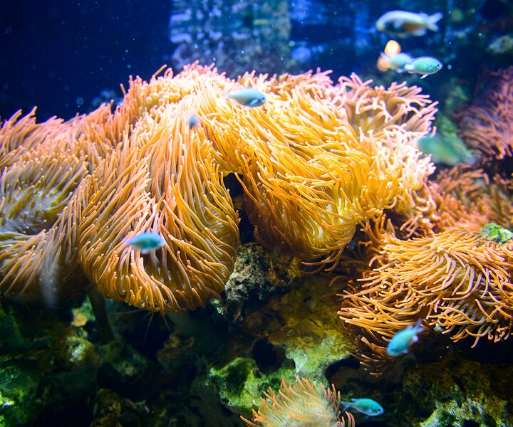 _DSC0013 Salt water aquarium.