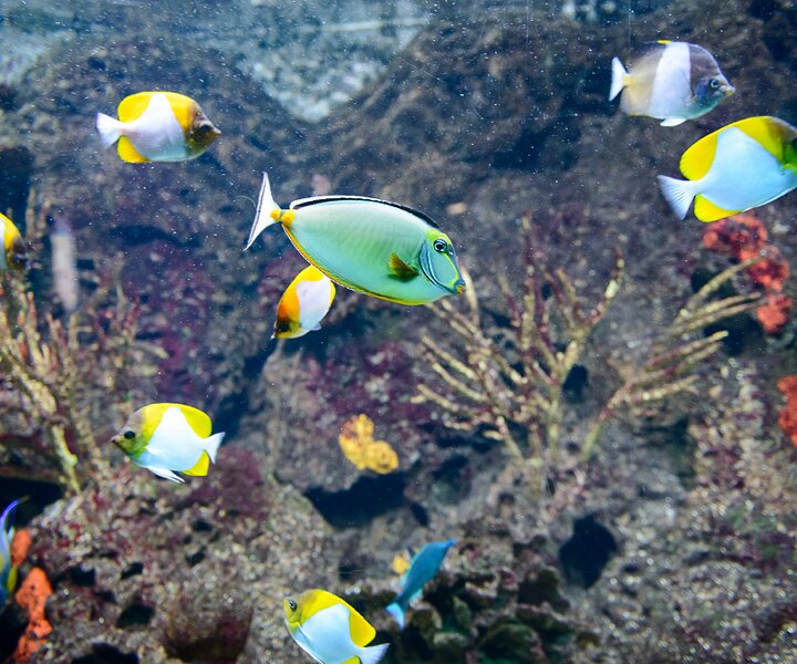 _DSC0016 Salt water fish.