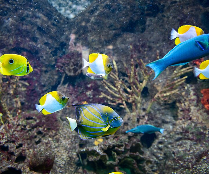 _DSC0018 Salt water fish.