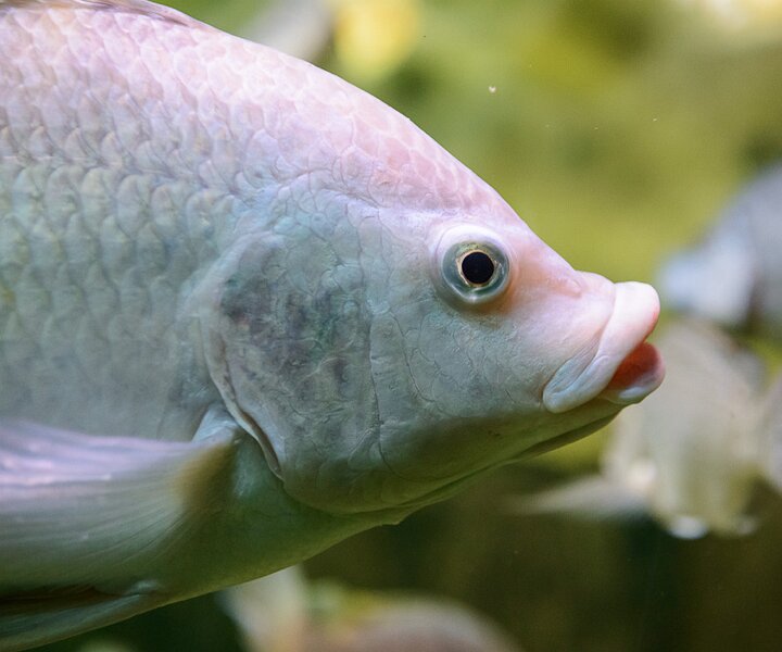 _DSC0020 Fish.