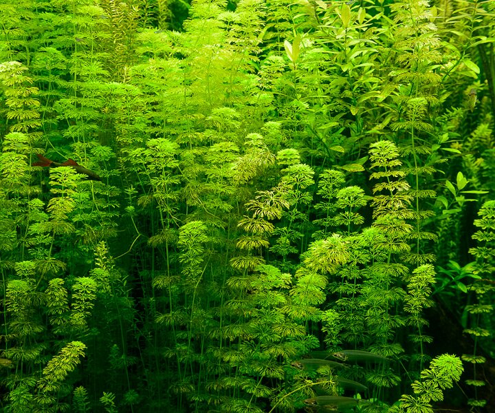 _DSC0022 Tropical aquarium.