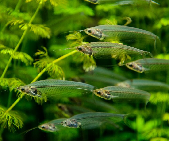 _DSC0024 Transparent fish.
