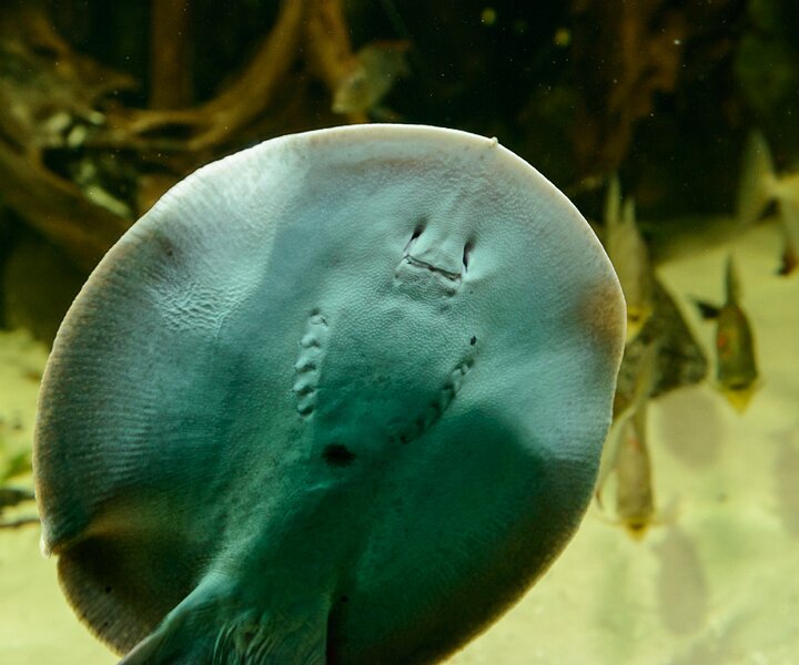 _DSC0026 A stingray.