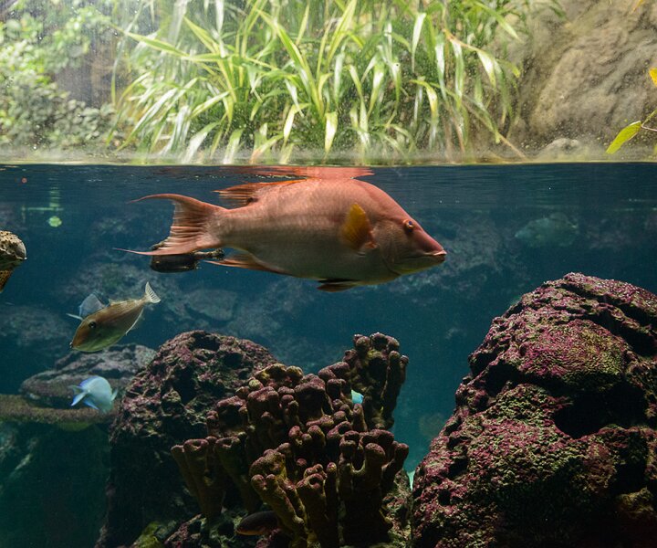 _DSC0034 Aquarium.