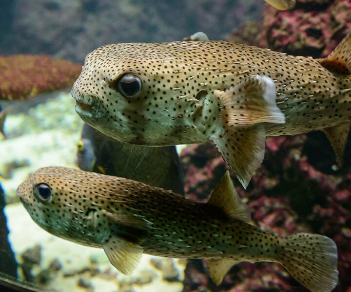 _DSC0035 Porcupinefish.