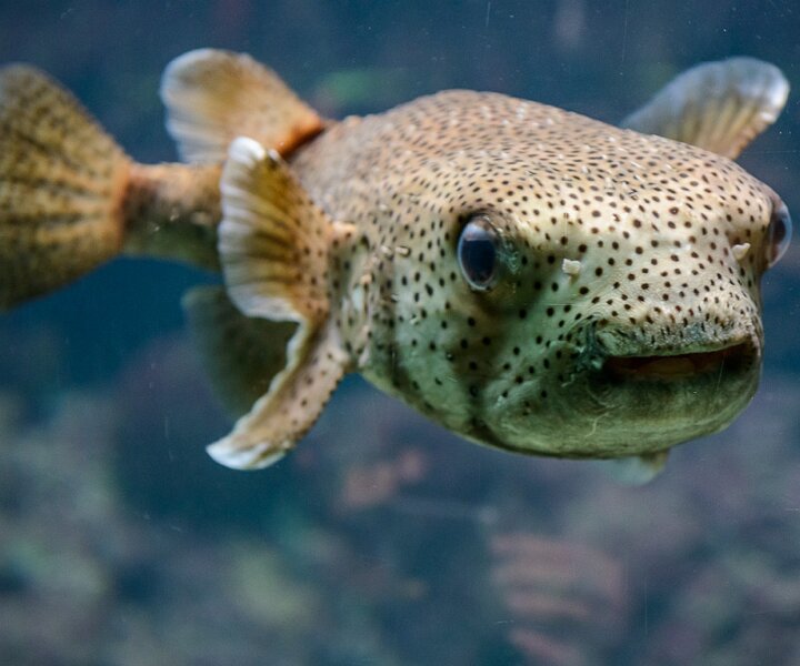 _DSC0037 Porcupinefish.