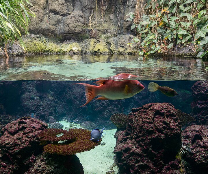 _DSC0040 Aquarium.