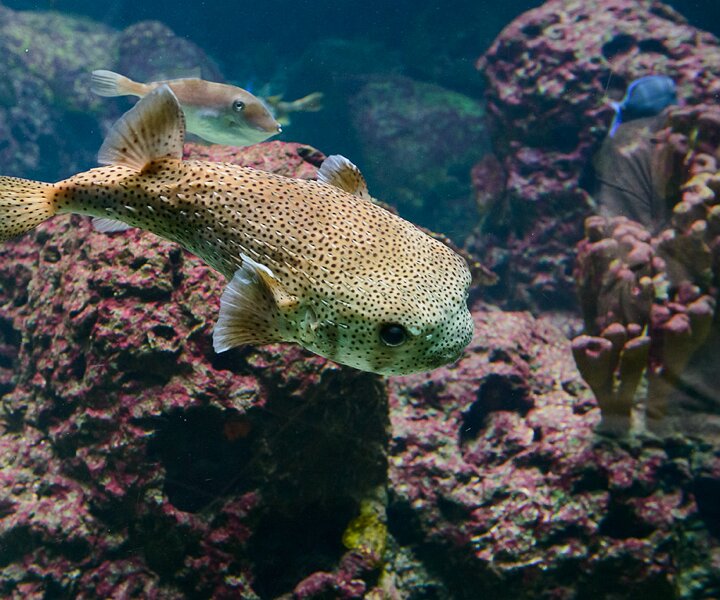 _DSC0041 Fish.