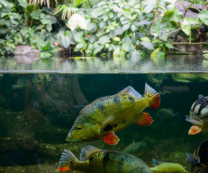 _DSC0043 Aquarium.